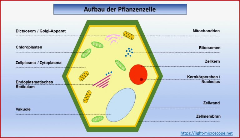 Arbeitsblatt Aufbau der Pflanzenzelle Light Microscope