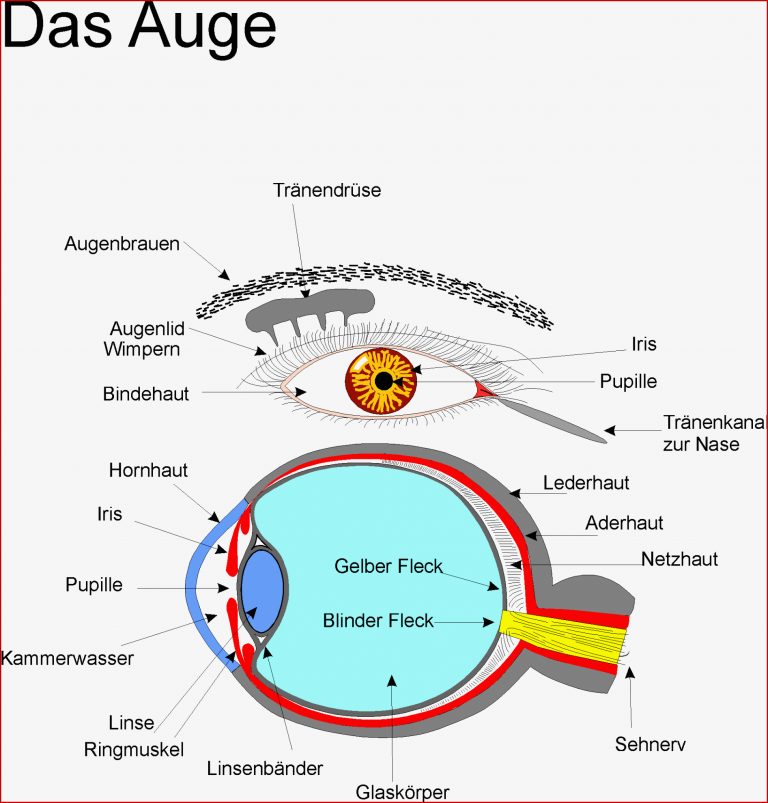 Arbeitsblatt Aufbau Des Getreidekorns reide vom korn