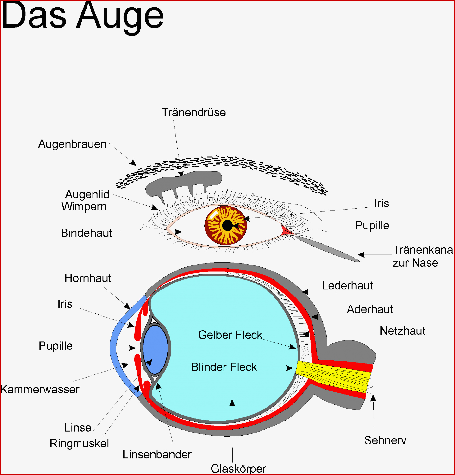 Arbeitsblatt Aufbau Des Getreidekorns Reide Vom Korn