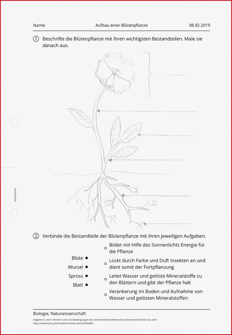 Arbeitsblatt Aufbau einer Blütenpflanze Biologie