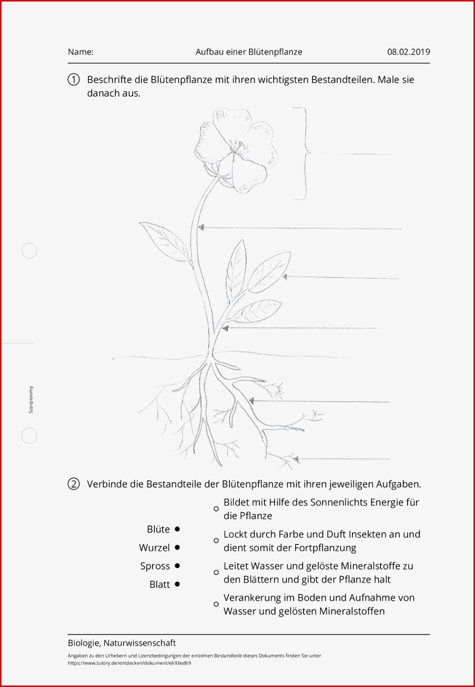 Arbeitsblatt Aufbau Einer Blütenpflanze Biologie