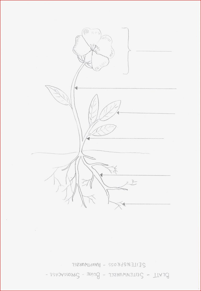 Arbeitsblatt Aufbau einer Blütenpflanze Biologie
