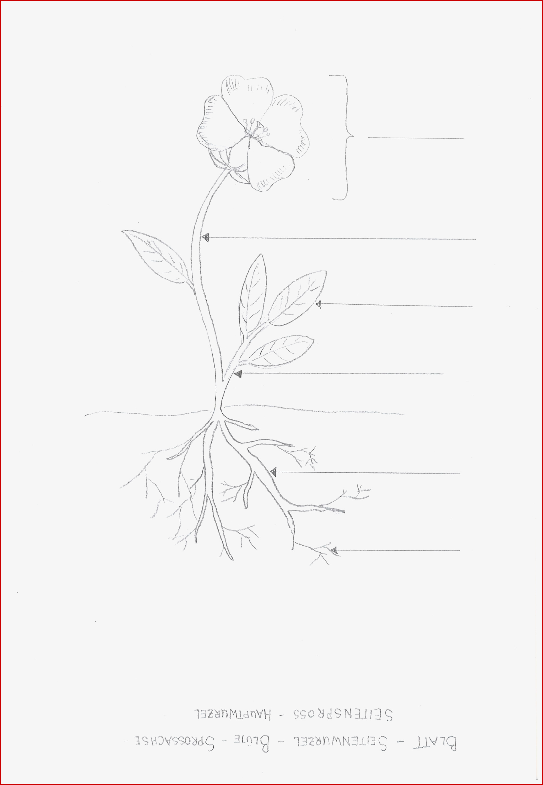 Arbeitsblatt Aufbau Einer Blütenpflanze Biologie