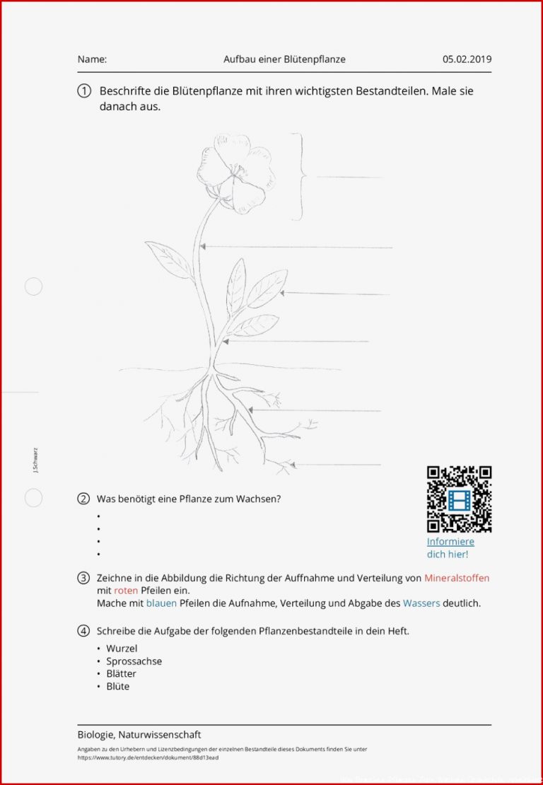 Arbeitsblatt Aufbau Einer Blütenpflanze Biologie