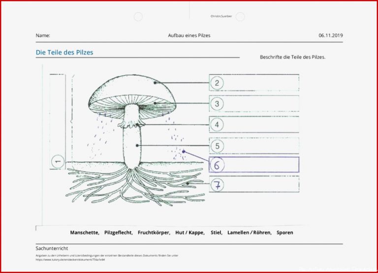 Arbeitsblatt Aufbau Eines Pilzes Sachunterricht