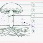 Arbeitsblatt Aufbau Eines Pilzes Sachunterricht