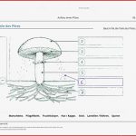 Arbeitsblatt Aufbau Eines Pilzes Sachunterricht