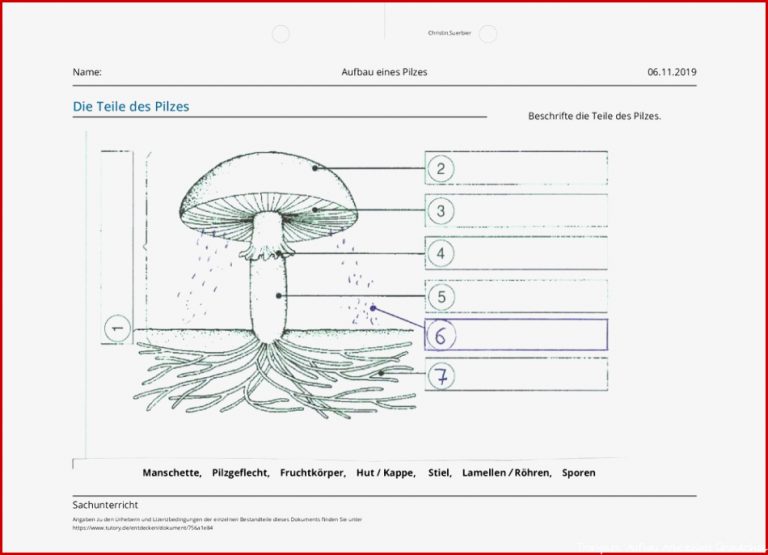 Arbeitsblatt Aufbau eines Pilzes Sachunterricht