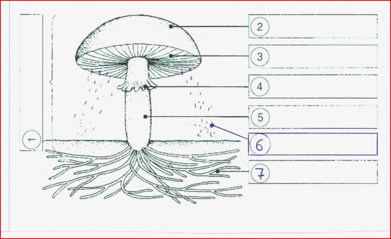 Arbeitsblatt Aufbau Eines Pilzes Sachunterricht