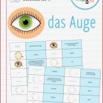 Arbeitsblatt Auge Beschriften Felipa Allen Grundschule