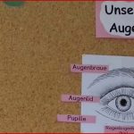 Arbeitsblatt Auge Klasse 5 David song Grundschule