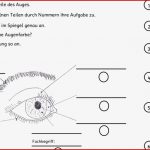 Arbeitsblatt Auge Klasse 5 David song Grundschule