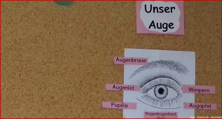 Arbeitsblatt Auge Klasse 5 David Song Grundschule