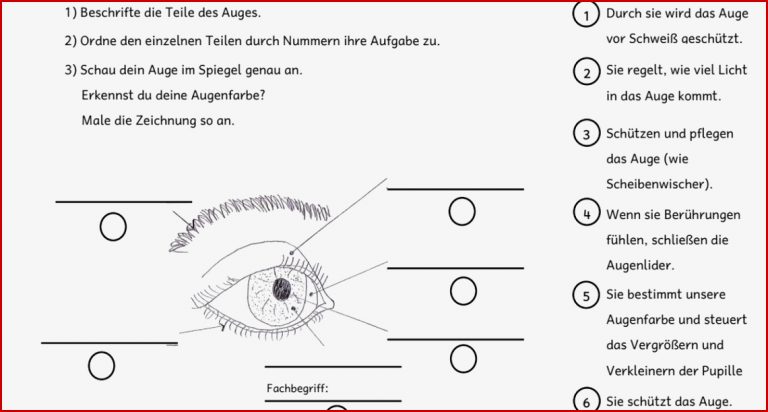 Arbeitsblatt Auge Klasse 5 David Song Grundschule