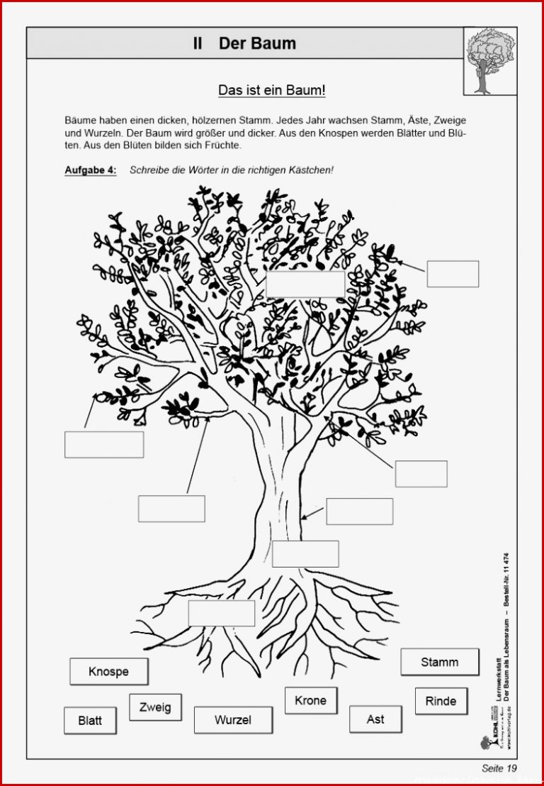 Arbeitsblatt Bäume Bestimmen Ideen Arbeitsblätter
