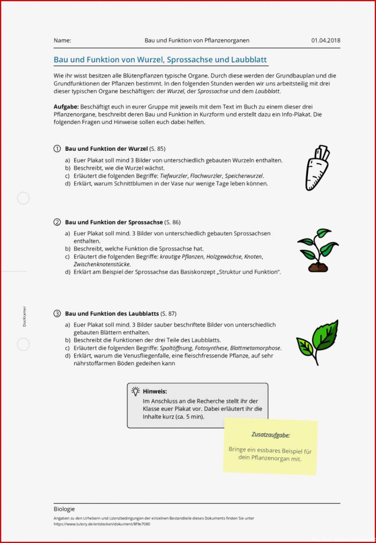 Arbeitsblatt Bau und Funktion von Pflanzenorganen