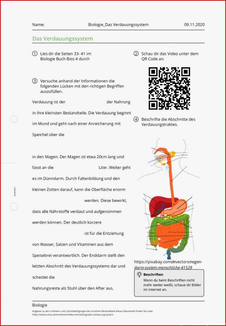 Arbeitsblatt Biologie Das Verdauungssystem Biologie