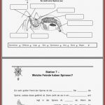 Arbeitsblatt Biologie Klasse 5 Fische Kostenlos