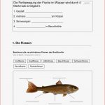 Arbeitsblatt Biologie Klasse 5 Fische Kostenlos