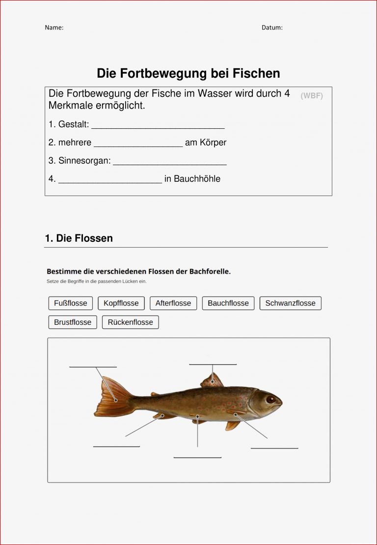 Arbeitsblatt Biologie Klasse 5 Fische Kostenlos