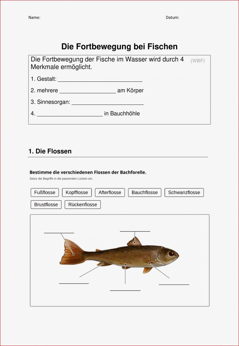 Arbeitsblatt biologie klasse 5 fische kostenlos