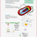 Arbeitsblatt Biologie Zelltypen 1 0 Biologie Tutory