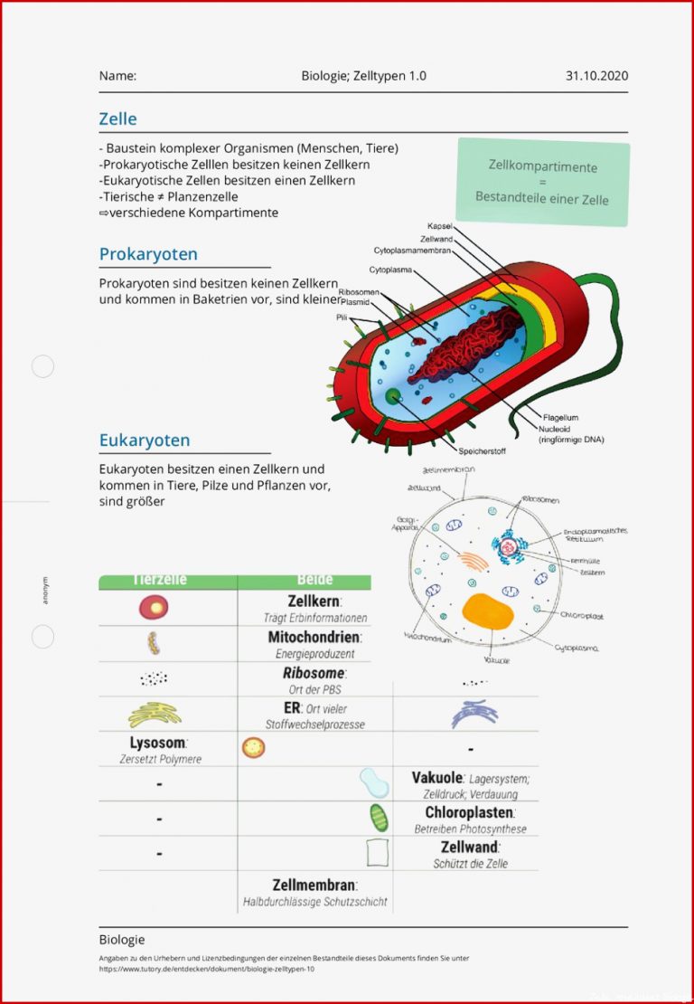 Arbeitsblatt Biologie Zelltypen 1 0 Biologie Tutory