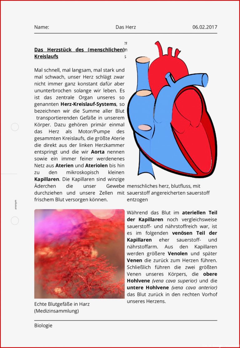 Arbeitsblatt Das Herz Biologie Tutory