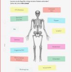 Arbeitsblatt Das Menschliche Skelett Tutory