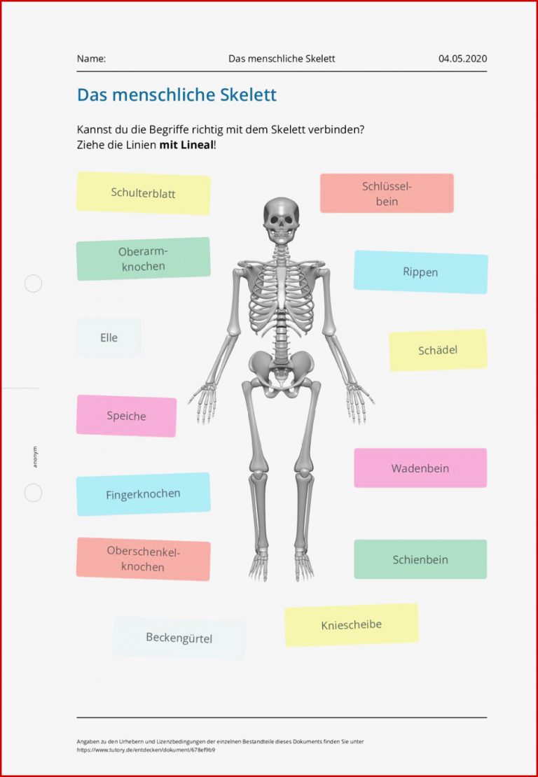Arbeitsblatt Das menschliche Skelett tutory