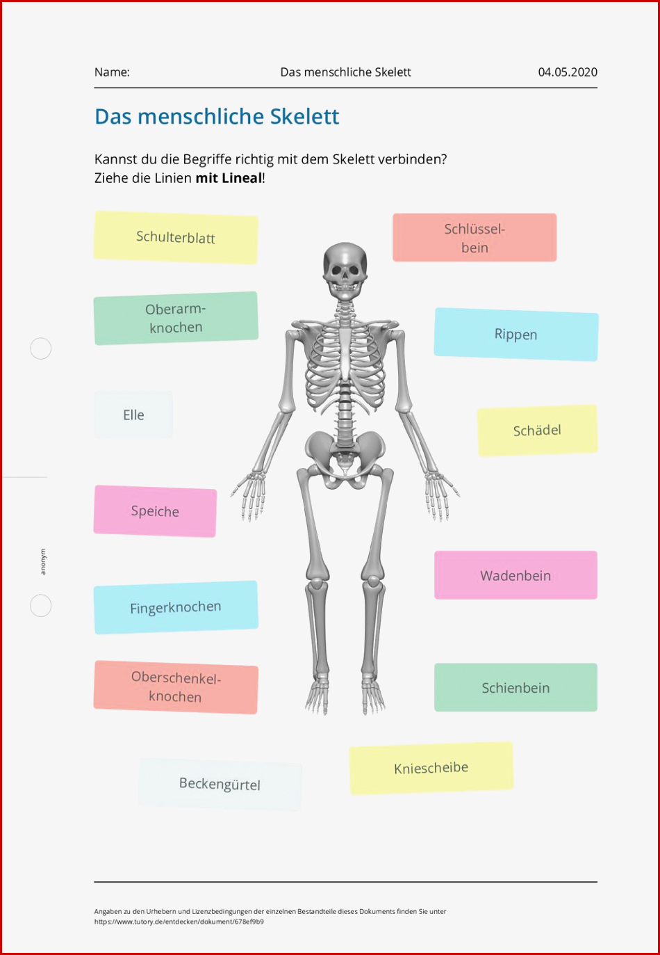 Arbeitsblatt Das Menschliche Skelett Tutory