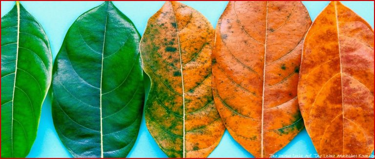 Arbeitsblatt Der Herbst Steht Auf Der Leiter Bilder