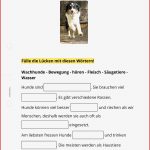 Arbeitsblatt Der Hund Sachunterricht Tutory