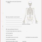 Arbeitsblatt Der Mensch Biologie & Englisch Tutory