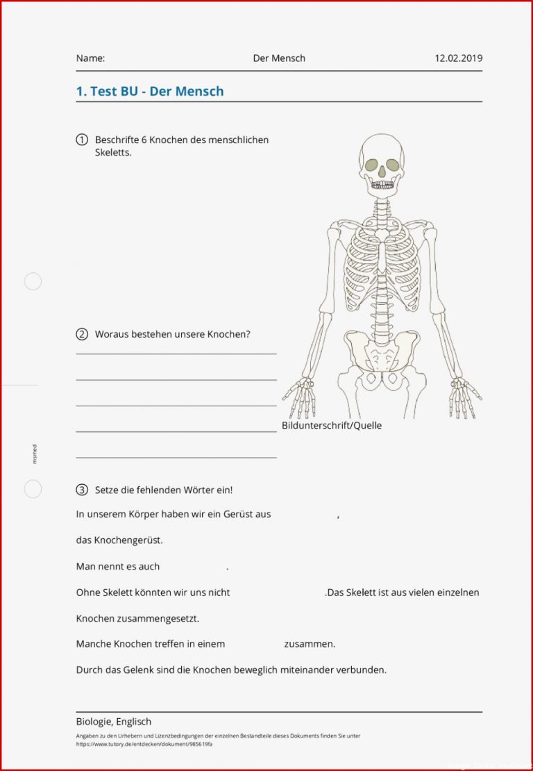 Arbeitsblatt Der Mensch Biologie & Englisch tutory