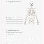 Arbeitsblatt Der Mensch Knochen Und Muskeln Biologie