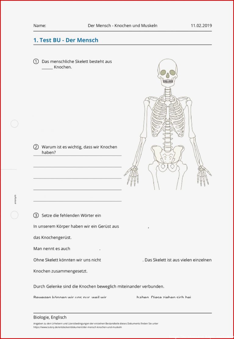 Arbeitsblatt Der Mensch Knochen und Muskeln Biologie