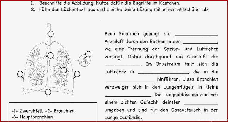 Arbeitsblatt Dichte Klasse 7 Debbie Preston Schule