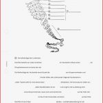 Arbeitsblatt Die Dna Dns Desoxyribonukleinsäure