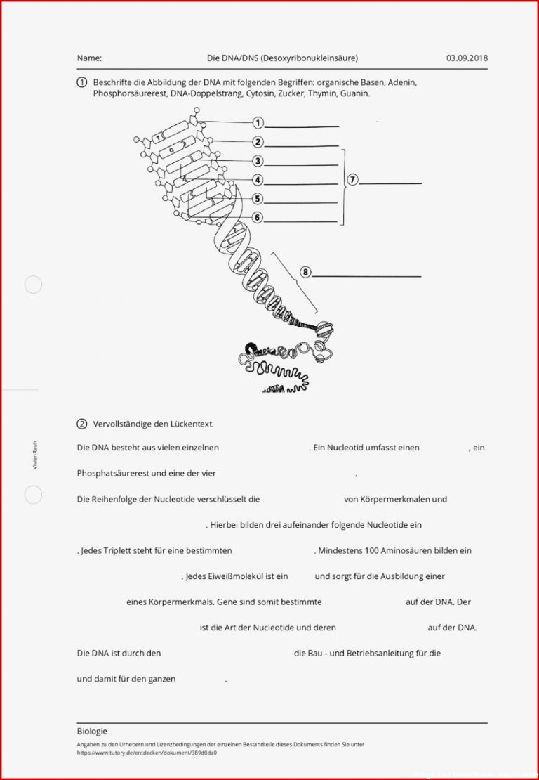 Arbeitsblatt Die Dna Dns Desoxyribonukleinsäure