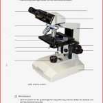 Arbeitsblatt Die Lichtmikoskopie Biologie Tutory