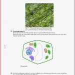 Arbeitsblatt Die Pflanzliche Zelle Biologie Tutory