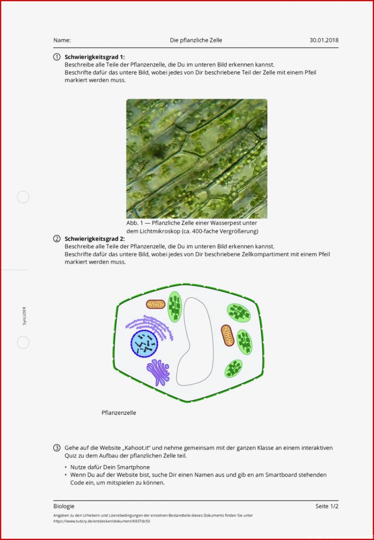 Arbeitsblatt Die pflanzliche Zelle Biologie tutory