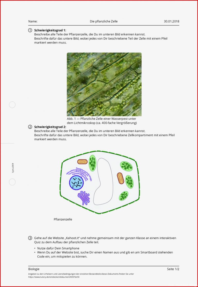 Arbeitsblatt Die Pflanzliche Zelle Biologie Tutory