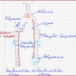 Arbeitsblatt Dna Replikation Schroedel Jeremy Rilkerson