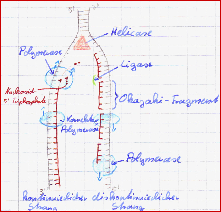 Arbeitsblatt Dna Replikation Schroedel Jeremy Rilkerson