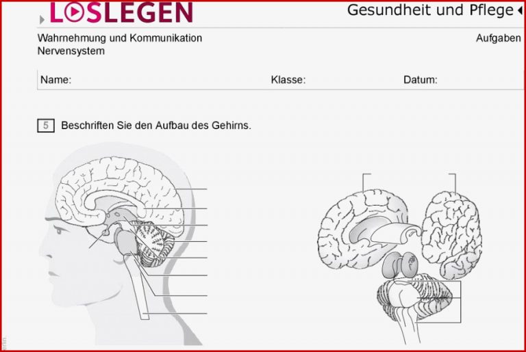 Arbeitsblatt Gehirn Beschriften April Rarter Schule