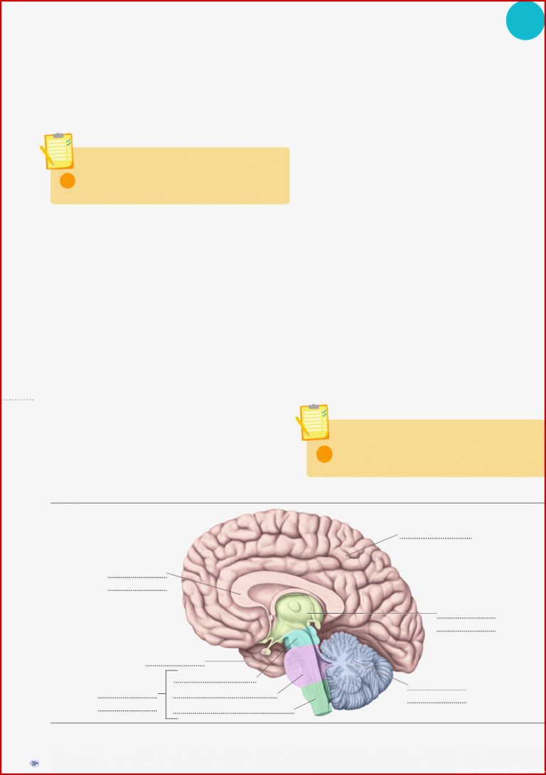 Arbeitsblatt Gehirn Beschriften Madison Murtz Grundschule