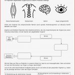 Arbeitsblatt Gehirn Carl Winslow Grundschule