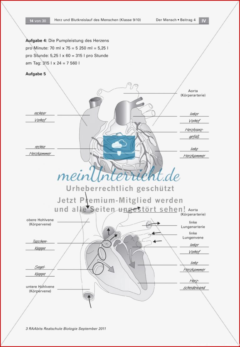 Arbeitsblatt Herz Beschriften